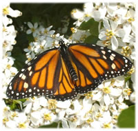 Monarch Butterfly