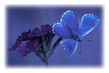 Adonis Blue Butterfly (Lysandra bellargus)