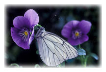 Black-veined White Butterfly (Aporia crataegi)