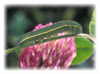 Caterpillar of the Clouded Yellow Butterfly