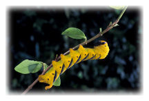 Death's Head Hawk-moth caterpillar (Acherontia atropos)
