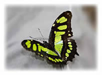 Malachite Butterfly