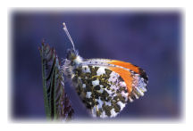 Orange-tip Butterfly (Anthocharis cardamines)