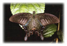 Papilio demetrius Butterfly