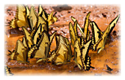 Papilio astyalus astyalus - mud feeding