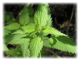 Nettle