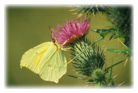 Brimstone Butterfly