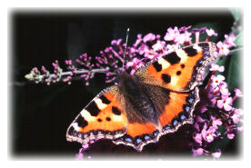 Small Tortoiseshell Butterfly on Buddleia