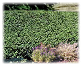 Privet Hedge