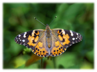 Painted Lady Butterfly