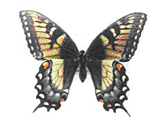 Pinned Butterfly