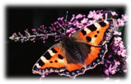 Small Tortoiseshell Butterfly