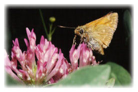 Small Skipper Butterfly on Red Clover